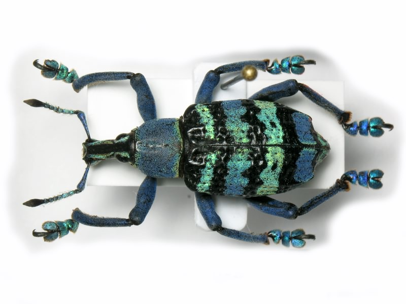 Eupholus magnificus Kirsch, 1877